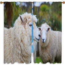 Close Up Face Of New Zealand Merino Sheep In Rural Livestock Far Window Curtains 94055900