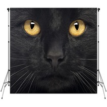 Close-up Of A Black Cat Backdrops 50882591