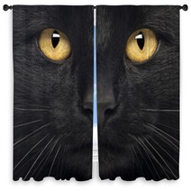 Close-up Of A Black Cat Window Curtains 50882591