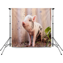 Close-up Of A Cute Muddy Piglet Running Around Outdoors On The F Backdrops 63509898