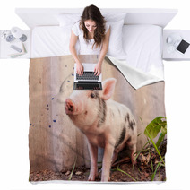 Close-up Of A Cute Muddy Piglet Running Around Outdoors On The F Blankets 63509898