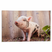Close-up Of A Cute Muddy Piglet Running Around Outdoors On The F Rugs 63509898
