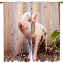 Close-up Of A Cute Muddy Piglet Running Around Outdoors On The F Window Curtains 63509898