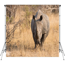 Close-up Of A White Rhino In The Bush With A Tough Wrinkled Skin Backdrops 65523705
