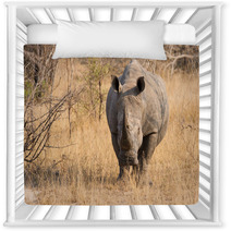Close-up Of A White Rhino In The Bush With A Tough Wrinkled Skin Nursery Decor 65523705