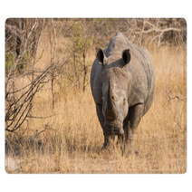 Close-up Of A White Rhino In The Bush With A Tough Wrinkled Skin Rugs 65523705