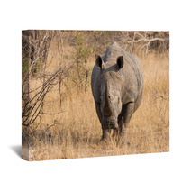 Close-up Of A White Rhino In The Bush With A Tough Wrinkled Skin Wall Art 65523705