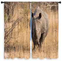 Close-up Of A White Rhino In The Bush With A Tough Wrinkled Skin Window Curtains 65523705