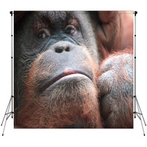 Close-up Of Bornean Orangutan Backdrops 67225025