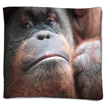 Close-up Of Bornean Orangutan Blankets 67225025