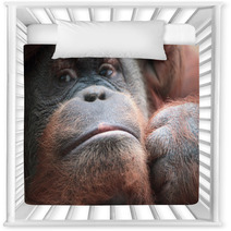 Close-up Of Bornean Orangutan Nursery Decor 67225025