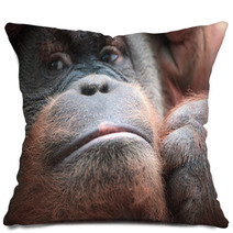 Close-up Of Bornean Orangutan Pillows 67225025