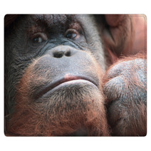 Close-up Of Bornean Orangutan Rugs 67225025