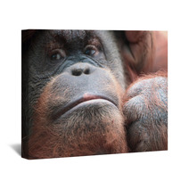 Close-up Of Bornean Orangutan Wall Art 67225025
