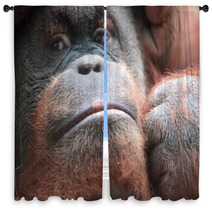 Close-up Of Bornean Orangutan Window Curtains 67225025