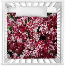 Close-up Of Bunch Of Freshly Cut Beautiful Striped Burgundy Rose Nursery Decor 55767940