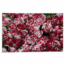 Close-up Of Bunch Of Freshly Cut Beautiful Striped Burgundy Rose Rugs 55767940
