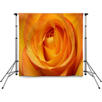 Close Up Of Orange Rose Flower Backdrops 67096348