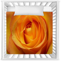 Close Up Of Orange Rose Flower Nursery Decor 67096348