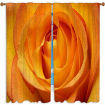 Close Up Of Orange Rose Flower Window Curtains 67096348