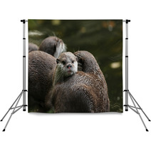 Close Up Of Oriental Short-Clawed Otters Backdrops 94863214