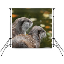 Close Up Of Oriental Short-Clawed Otters Backdrops 94863459