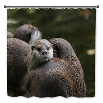 Close Up Of Oriental Short-Clawed Otters Bath Decor 94863214