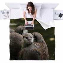 Close Up Of Oriental Short-Clawed Otters Blankets 94863214
