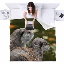 Close Up Of Oriental Short-Clawed Otters Blankets 94863459