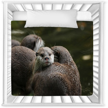 Close Up Of Oriental Short-Clawed Otters Nursery Decor 94863214