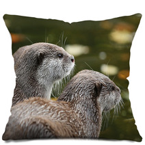 Close Up Of Oriental Short-Clawed Otters Pillows 94863459