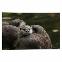 Close Up Of Oriental Short-Clawed Otters Rugs 94863214