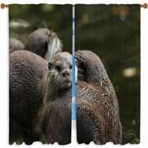 Close Up Of Oriental Short-Clawed Otters Window Curtains 94863214