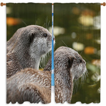 Close Up Of Oriental Short-Clawed Otters Window Curtains 94863459