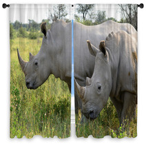 Close Up Of Rhino In Khama Reserve,Botswana Window Curtains 51310112