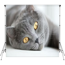 Close-up Of Snout Of Gray British Cat Backdrops 54895254