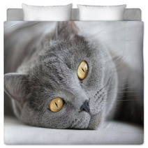 Close-up Of Snout Of Gray British Cat Bedding 54895254