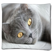 Close-up Of Snout Of Gray British Cat Blankets 54895254