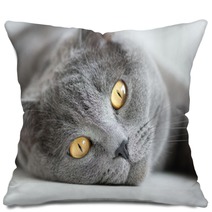 Close-up Of Snout Of Gray British Cat Pillows 54895254