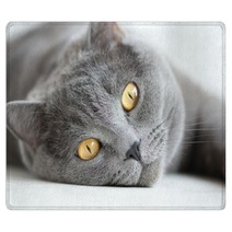 Close-up Of Snout Of Gray British Cat Rugs 54895254
