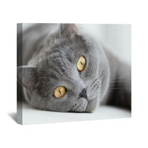 Close-up Of Snout Of Gray British Cat Wall Art 54895254