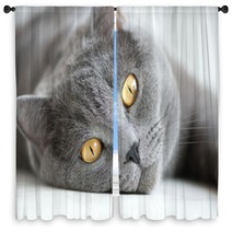 Close-up Of Snout Of Gray British Cat Window Curtains 54895254