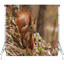 Close Up Of Squirrel In Forest Backdrops 90773209