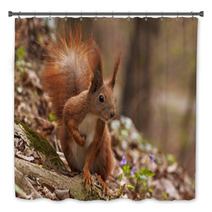 Close Up Of Squirrel In Forest Bath Decor 90773209