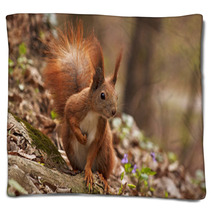 Close Up Of Squirrel In Forest Blankets 90773209