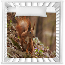 Close Up Of Squirrel In Forest Nursery Decor 90773209