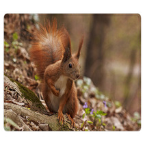 Close Up Of Squirrel In Forest Rugs 90773209