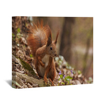 Close Up Of Squirrel In Forest Wall Art 90773209