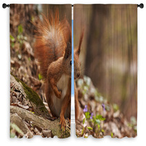 Close Up Of Squirrel In Forest Window Curtains 90773209