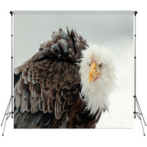 Close Up Portrait Of A Bald Eagle Backdrops 59913424